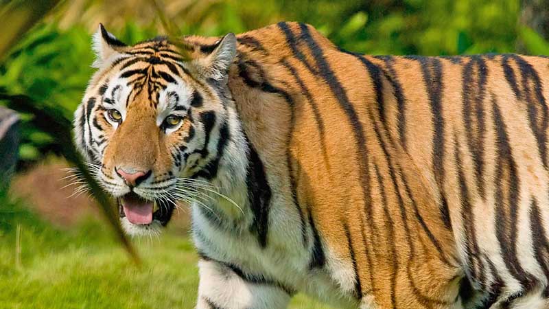 tiger at jim corbett national park